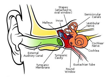 anatomy-of-the-ear